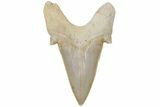 Fossil Shark Tooth (Otodus) - Morocco #211899-1